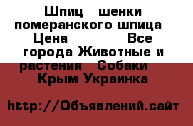 Шпиц - шенки померанского шпица › Цена ­ 20 000 - Все города Животные и растения » Собаки   . Крым,Украинка